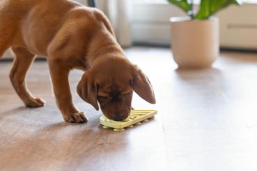 Preview: Schleckplatte Regenbogen - 20 x 10 cm